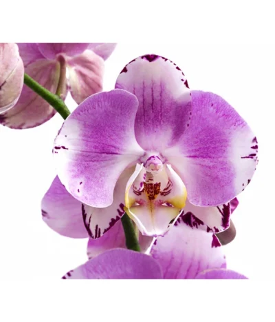 Schmetterlingsorchidee - Phalaenopsis Cultivars 'Art Nouveau' -Haus Pflanzen Welt 8408056 WE DE 001 PhalaenopsisArtNouveauT12Schmetterlingsorchidee