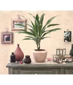 Drachenbaum - Dracaena Deremensis, Verschiedene Sorten 17 Drachenbaum - Dracaena Deremensis, Verschiedene Sorten -Haus Pflanzen Welt 8408809 PR MO 001 DracaenaDeremensisDehnerExpressHerzig