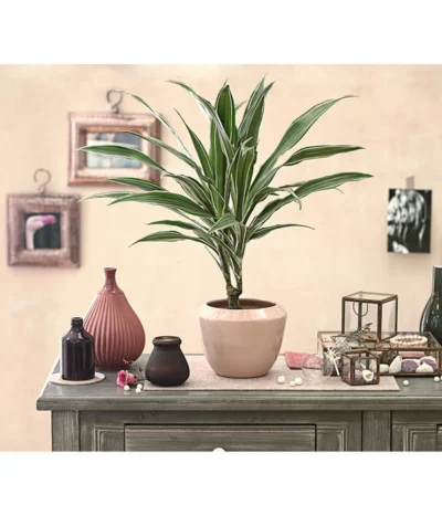Drachenbaum - Dracaena Deremensis, Verschiedene Sorten -Haus Pflanzen Welt 8408809 PR MO 001 DracaenaDeremensisDehnerExpressHerzig