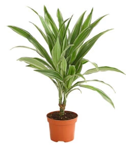 Drachenbaum - Dracaena Deremensis, Verschiedene Sorten 11 Drachenbaum - Dracaena Deremensis, Verschiedene Sorten -Haus Pflanzen Welt 8408809 WE FS 002 DrachenbaumDracaenaDeremesisMixT12DehnerExpressHerzig