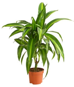 Drachenbaum - Dracaena Deremensis, Verschiedene Sorten 13 Drachenbaum - Dracaena Deremensis, Verschiedene Sorten -Haus Pflanzen Welt 8408809 WE FS 003 DrachenbaumDracaenaDeremesisMixT12DehnerExpressHerzig