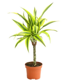 Drachenbaum - Dracaena Deremensis, Verschiedene Sorten 12 Drachenbaum - Dracaena Deremensis, Verschiedene Sorten -Haus Pflanzen Welt 8408809 WE FS 004 DrachenbaumDracaenaDeremesisMixT12DehnerExpressHerzig