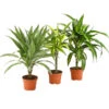 Drachenbaum - Dracaena Deremensis, Verschiedene Sorten -Haus Pflanzen Welt 8408809 WE FS 005 NEUDrachenbaumDracaenaDeremesisMixT12DehnerExpressHerzig