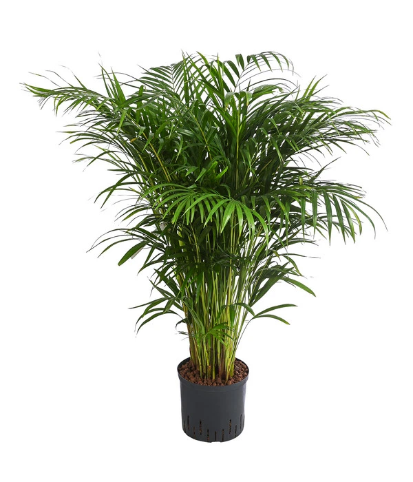 Goldfruchtpalme - Dypsis Lutescens, Hydrokultur 3 Goldfruchtpalme - Dypsis Lutescens, Hydrokultur