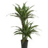 Drachenbaum - Dracaena Deremensis, Hydrokultur 2 Drachenbaum - Dracaena Deremensis, Hydrokultur -Haus Pflanzen Welt 8416653 WE FS 001 DracaenaDerem 2er