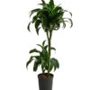 Drachenbaum - Dracaena Dorado, Hydrokultur 2 Drachenbaum - Dracaena Dorado, Hydrokultur -Haus Pflanzen Welt 8416687 WE FS 001 DracaenaDorado 2er 15 19