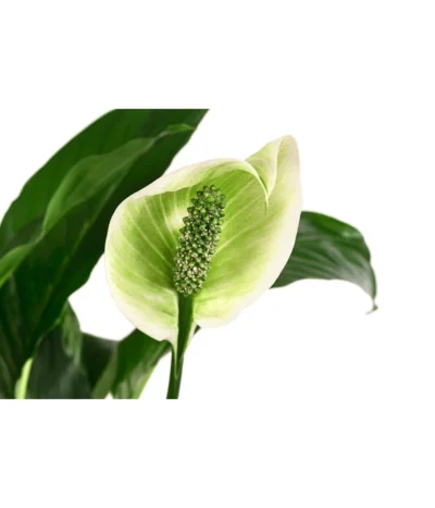Einblatt - Spathiphyllum 'Mont Blanc', Hydrokultur 6 Einblatt - Spathiphyllum 'Mont Blanc', Hydrokultur -Haus Pflanzen Welt 8416703 WE DE 001 SpathiphyllumMontBlancHydroT19