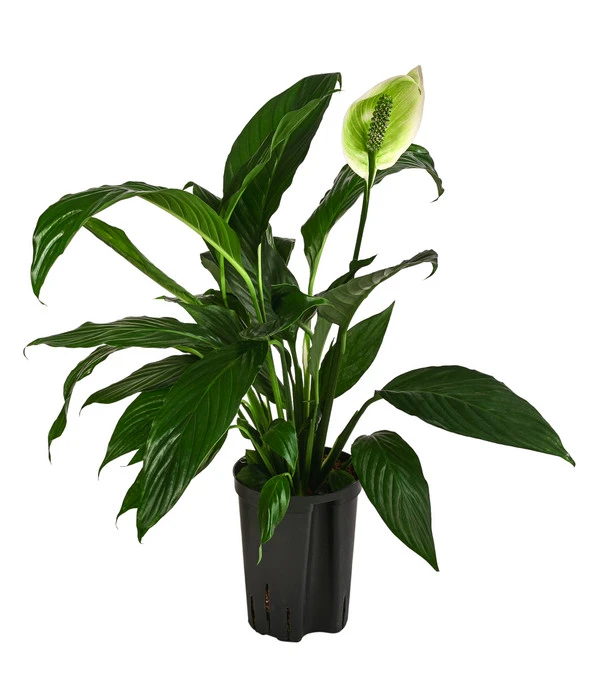 Einblatt - Spathiphyllum 'Mont Blanc', Hydrokultur 3 Einblatt - Spathiphyllum 'Mont Blanc', Hydrokultur