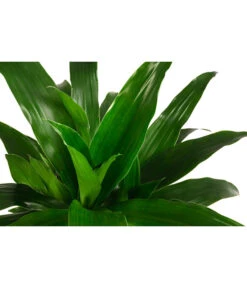Drachenbaum - Dracaena 'Janet Craig', Hydrokultur -Haus Pflanzen Welt 8416711 WE DE 001 DracaenaJanetCraigHydroT19DrachenbaumDehnerExpressHerzig
