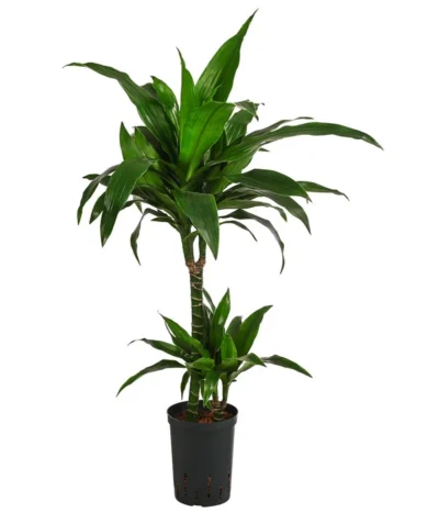 Drachenbaum - Dracaena 'Janet Craig', Hydrokultur