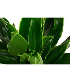 Drachenbaum - Dracaena Fragrans 'Arturo', Hydrokultur -Haus Pflanzen Welt 8416745 WE DE 001 DracaenaFragransArturo2erHydroT15