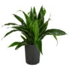 Drachenbaum - Dracaena Fragrans 'Arturo', Hydrokultur 1 Drachenbaum - Dracaena Fragrans 'Arturo', Hydrokultur -Haus Pflanzen Welt 8416745 WE FS 001 DracaenaFragransArturo2erHydroT15