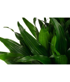 Drachenbaum - Dracaena Fragrans 'Green Jewel', Hydrokultur -Haus Pflanzen Welt 8416778 WE DE 001 DracaenaFragransGreenJewelHydroT18