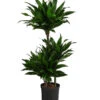 Drachenbaum - Dracaena Fragrans 'Green Jewel', Hydrokultur 2 Drachenbaum - Dracaena Fragrans 'Green Jewel', Hydrokultur -Haus Pflanzen Welt 8416778 WE FS 001 DracaenaFragransGreenJewelHydroT18