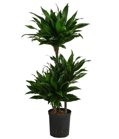 Drachenbaum - Dracaena Fragrans 'Green Jewel', Hydrokultur