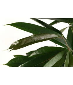 Haus Pflanzen Welt -Haus Pflanzen Welt 8416794 WE DE 001 FicusBinnendijkiiAmstelKingHydroT18