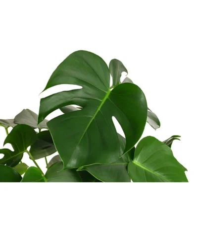 Fensterblatt - Monstera Deliciosa, Hydrokultur -Haus Pflanzen Welt 8416802 WE DE 001 MonsteraDeliciosa2erHydroT18 19FensterblattDehnerExpressHerzig
