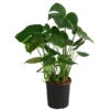Fensterblatt - Monstera Deliciosa, Hydrokultur -Haus Pflanzen Welt 8416802 WE FS 001 MonsteraDeliciosa2erHydroT18 19Fensterblatt
