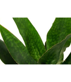 Bogenhanf - Sansevieria Trifasciata 'Jade', Hydrokultur -Haus Pflanzen Welt 8416828 WE DE 001 SansevieriaTrifasciataJadeTuffHydroT18 19BogenhanfDehnerExpressHerzig