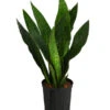 Bogenhanf - Sansevieria Trifasciata 'Jade', Hydrokultur 1 Bogenhanf - Sansevieria Trifasciata 'Jade', Hydrokultur -Haus Pflanzen Welt 8416828 WE FS 001 SansevieriaTrifasciataJadeTuffHydroT18 19BogenhanfDehnerExpressHerzig