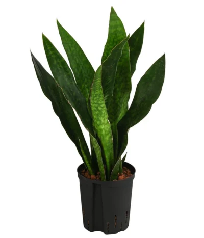 Bogenhanf - Sansevieria Trifasciata 'Jade', Hydrokultur