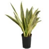 Bogenhanf - Sansevieria Trifasciata 'Lauren', Hydrokultur -Haus Pflanzen Welt 8416836 WE FS 001 SansevieriaTrifasciataLaurenTuffHydroT15 19Bogenhanf