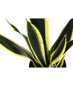 Bogenhanf - Sansevieria Trifasciata 'Super Flame', Hydrokultur -Haus Pflanzen Welt 8416844 WE DE 001 SansevieriaTrifasciataSuperFlameTuffHydroT15 19BogenhanfDehnerExpressHerzig