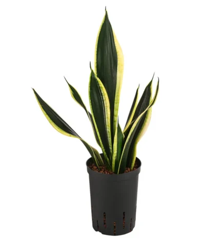 Bogenhanf - Sansevieria Trifasciata 'Super Flame', Hydrokultur