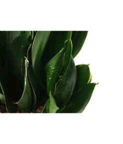 Bogenhanf - Sansevieria Trifasciata 'Black Jade', Hydrokultur -Haus Pflanzen Welt 8416869 WE DE 001 SansevieriaTrifasciataBlackJadeTuffHydroT15 19BogenhanfDehnerExpressHerzig