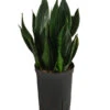 Bogenhanf - Sansevieria Trifasciata 'Black Jade', Hydrokultur -Haus Pflanzen Welt 8416869 WE FS 001 SansevieriaTrifasciataBlackJadeTuffHydroT15 19BogenhanfDehnerExpressHerzig