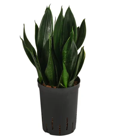 Bogenhanf - Sansevieria Trifasciata 'Black Jade', Hydrokultur