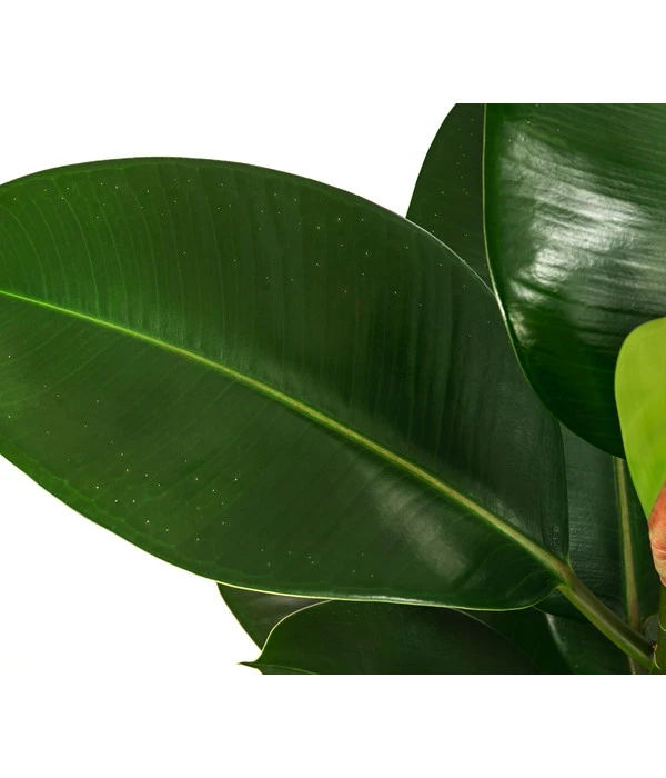 Gummibaum - Ficus Elastica 'Robusta', Hydrokultur 5 Gummibaum - Ficus Elastica 'Robusta', Hydrokultur – Bild 3