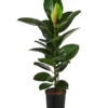 Gummibaum - Ficus Elastica 'Robusta', Hydrokultur -Haus Pflanzen Welt 8416885 WE FS 001 FicusElasticaRobustaHydroT18 19GummibaumDehnerExpressHerzig