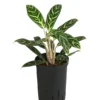 Kolbenfaden - Aglaonema 'Ivy Green', Hydrokultur -Haus Pflanzen Welt 8416893 WE FS 001 AglaonemaIvyGreenHydroT15 19KolbenfadenDehnerExpressHerzig
