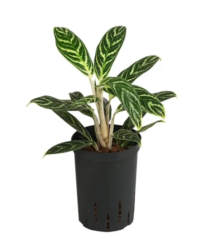 Kolbenfaden - Aglaonema 'Ivy Green', Hydrokultur
