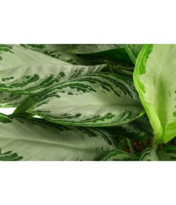 Kolbenfaden - Aglaonema 'Silverbay', Hydrokultur -Haus Pflanzen Welt 8416919 WE DE 001 AglaonemaSilverbayHydroT22 19KolbenfadenDehnerExpressHerzig
