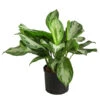 Kolbenfaden - Aglaonema 'Silverbay', Hydrokultur 1 Kolbenfaden - Aglaonema 'Silverbay', Hydrokultur -Haus Pflanzen Welt 8416919 WE FS 001 AglaonemaSilverbayHydroT22 19KolbenfadenDehnerExpressHerzig
