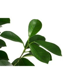 Lorbeer-Feige - Ficus Microcarpa 'Moclame', Hydrokultur -Haus Pflanzen Welt 8416927 WE DE 001 FicusMicrocarpaMoclameHydroT18 19BirkenfeigeDehnerExpressHerzig