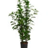 Lorbeer-Feige - Ficus Microcarpa 'Moclame', Hydrokultur -Haus Pflanzen Welt 8416927 WE FS 001 FicusMicrocarpaMoclameHydroT18 19BirkenfeigeDehnerExpressHerzig