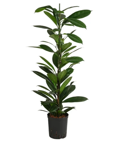 Afrikanische Feige - Ficus Cyathistipula, Hydrokultur