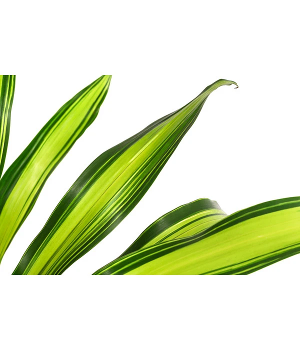 Drachenbaum - Dracaena Fragrans 'Burley', Hydrokultur 4 Drachenbaum - Dracaena Fragrans 'Burley', Hydrokultur – Bild 2