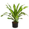 Drachenbaum - Dracaena Fragrans 'Burley', Hydrokultur 2 Drachenbaum - Dracaena Fragrans 'Burley', Hydrokultur -Haus Pflanzen Welt 8416950 WE FS 001 DracaenaFragransBurleyHydroT25 19DrachenbaumDehnerExpressHerzig