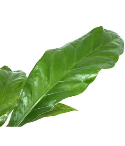 Blattanthurie - Anthurium Ellipticum 'Jungle King', Hydrokultur -Haus Pflanzen Welt 8425381 WE DE 001 AnthuriumJunglebush1519H50