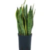 Bogenhanf - Sansevieria Trifasciata Var. Laurentii, Hydrokultur -Haus Pflanzen Welt 8425407 WE FS 001 SansevieriaLaurentii15 19H45