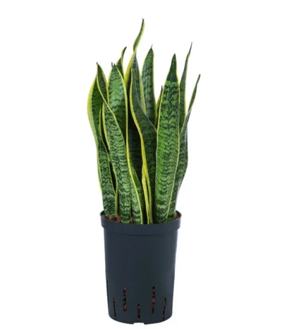 Bogenhanf - Sansevieria Trifasciata Var. Laurentii, Hydrokultur