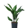 Schusterpalme - Aspidistra Elatior, Hydrokultur -Haus Pflanzen Welt 8425423 WE FS 001 Aspidistra18 19H70
