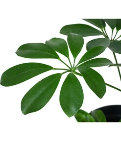 Strahlenaralie - Schefflera Arboricola Compacta 'Nora', Hydrokultur -Haus Pflanzen Welt 8425472 WE DE 001 SCHEFFLERACOMPACTANora