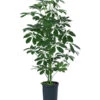 Strahlenaralie - Schefflera Arboricola Compacta 'Nora', Hydrokultur