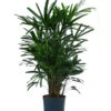 Steckenpalme - Rhapis Excelsa, Hydrokultur 1 Steckenpalme - Rhapis Excelsa, Hydrokultur -Haus Pflanzen Welt 8425605 WE FS 001 RhapisExcelsa22 19H100