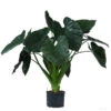 Pfeilblatt - Alocasia 'Wentii', Hydrokultur 2 Pfeilblatt - Alocasia 'Wentii', Hydrokultur -Haus Pflanzen Welt 8425662 WE FS 001 AlocasiaWentii25 19H100